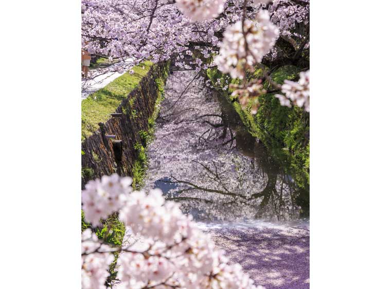 哲学の道 桜