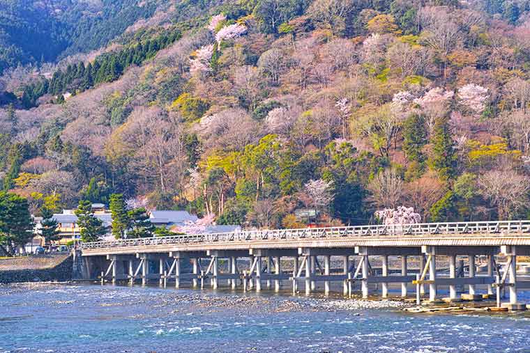 渡月橋の桜