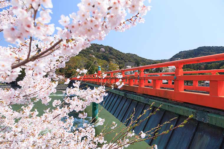 京都桜の名所 お花見スポット選 桜まつり ライトアップ情報 楽天トラベル