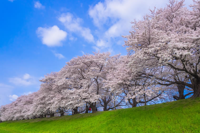 淀川河川公園背割堤地区の桜