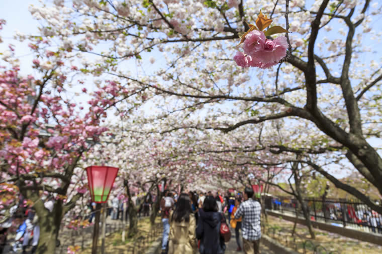 造幣局 桜の通り抜け