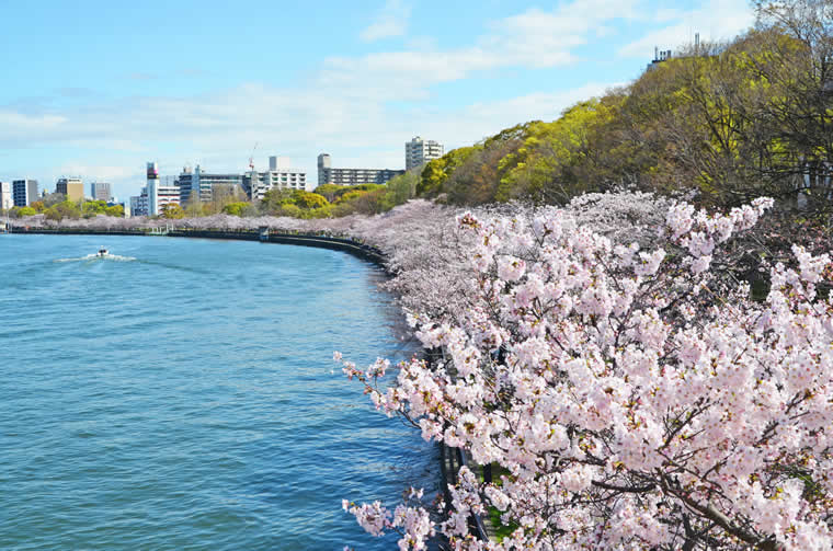 毛馬桜之宮公園の桜