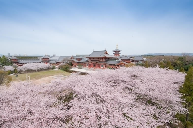 念法眞教 金剛寺の桜