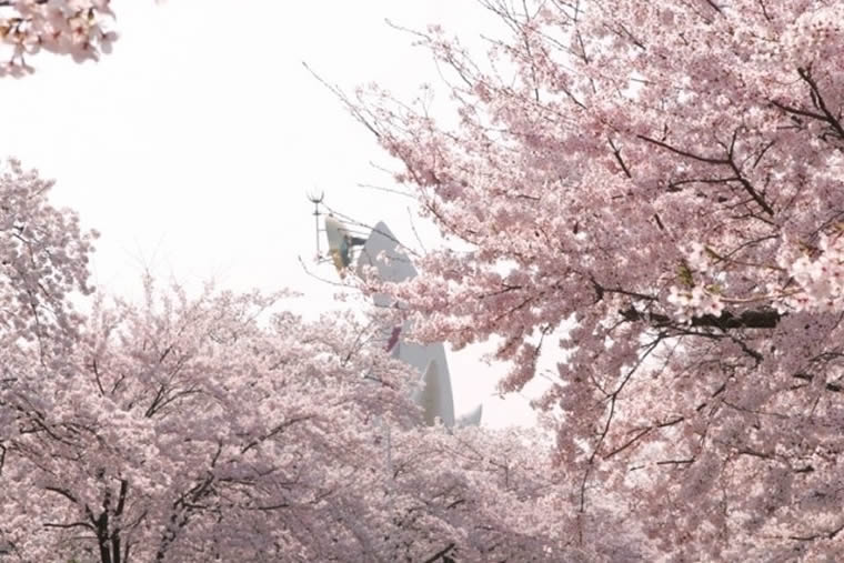 万博記念公園の桜