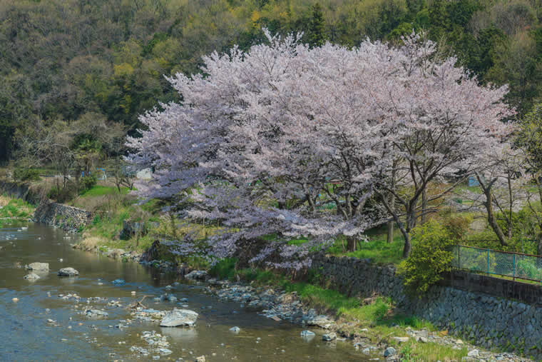 摂津峡公園