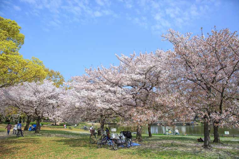 大仙公園の桜