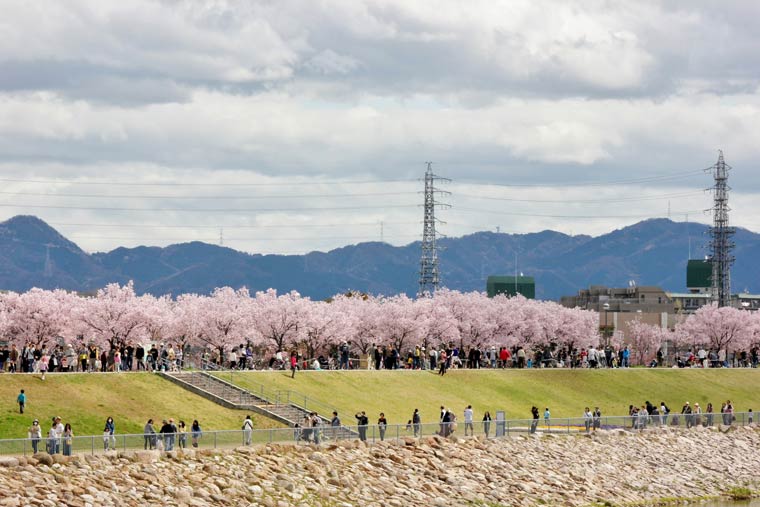 狭山池公園の桜