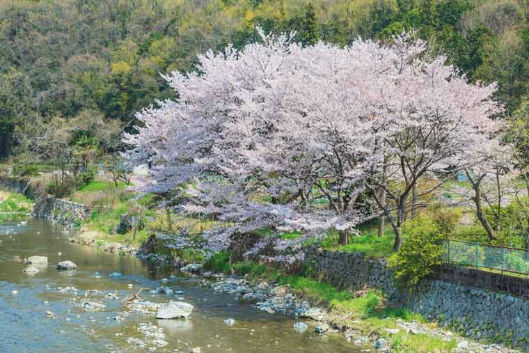 摂津峡公園の桜