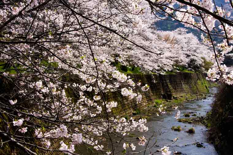 山中渓(やまなかだに)の桜