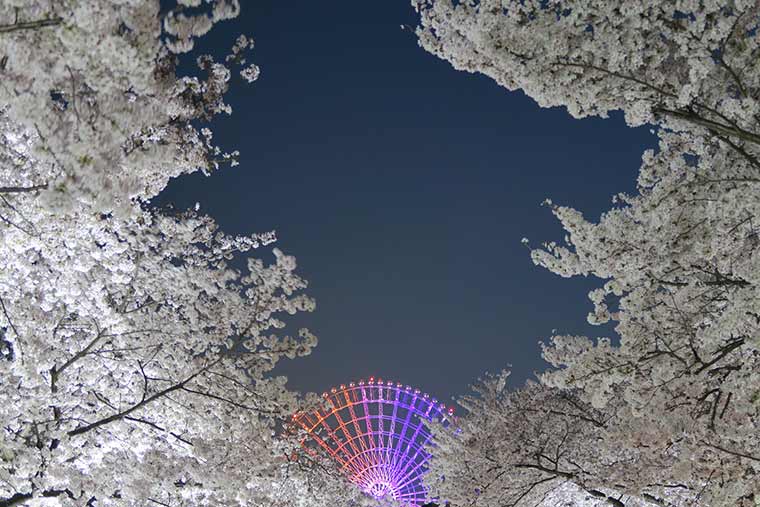 年開花予想も 大阪桜の名所 お花見スポット15選 楽天トラベル