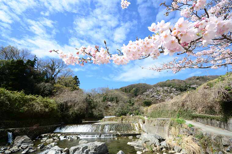 摂津峡公園の桜