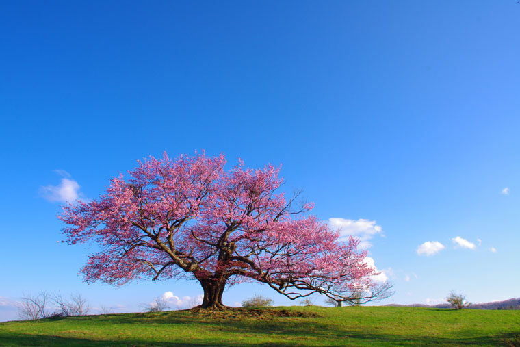 東北 夢の桜街道 お花見スポット厳選21選 楽天トラベル