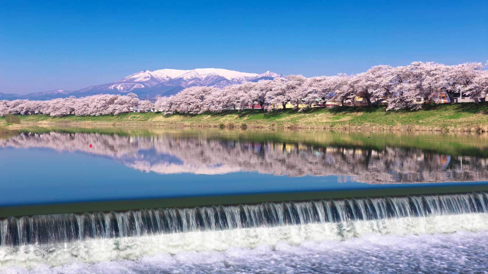 Sakura Dream Road Nomor 21 Dari Tempat Terbaik Menikmati Bunga