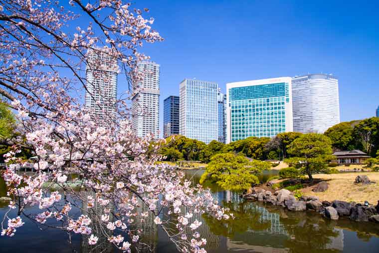 浜離宮恩賜庭園の桜