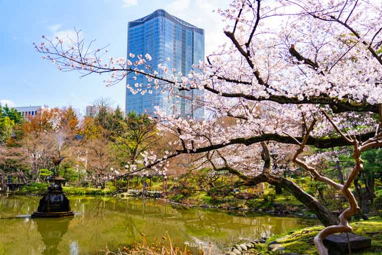 東京の桜名所選 お花見 夜桜ライトアップ情報 楽天トラベル