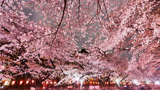 10 Places in Tokyo to see cherry blossoms this spring