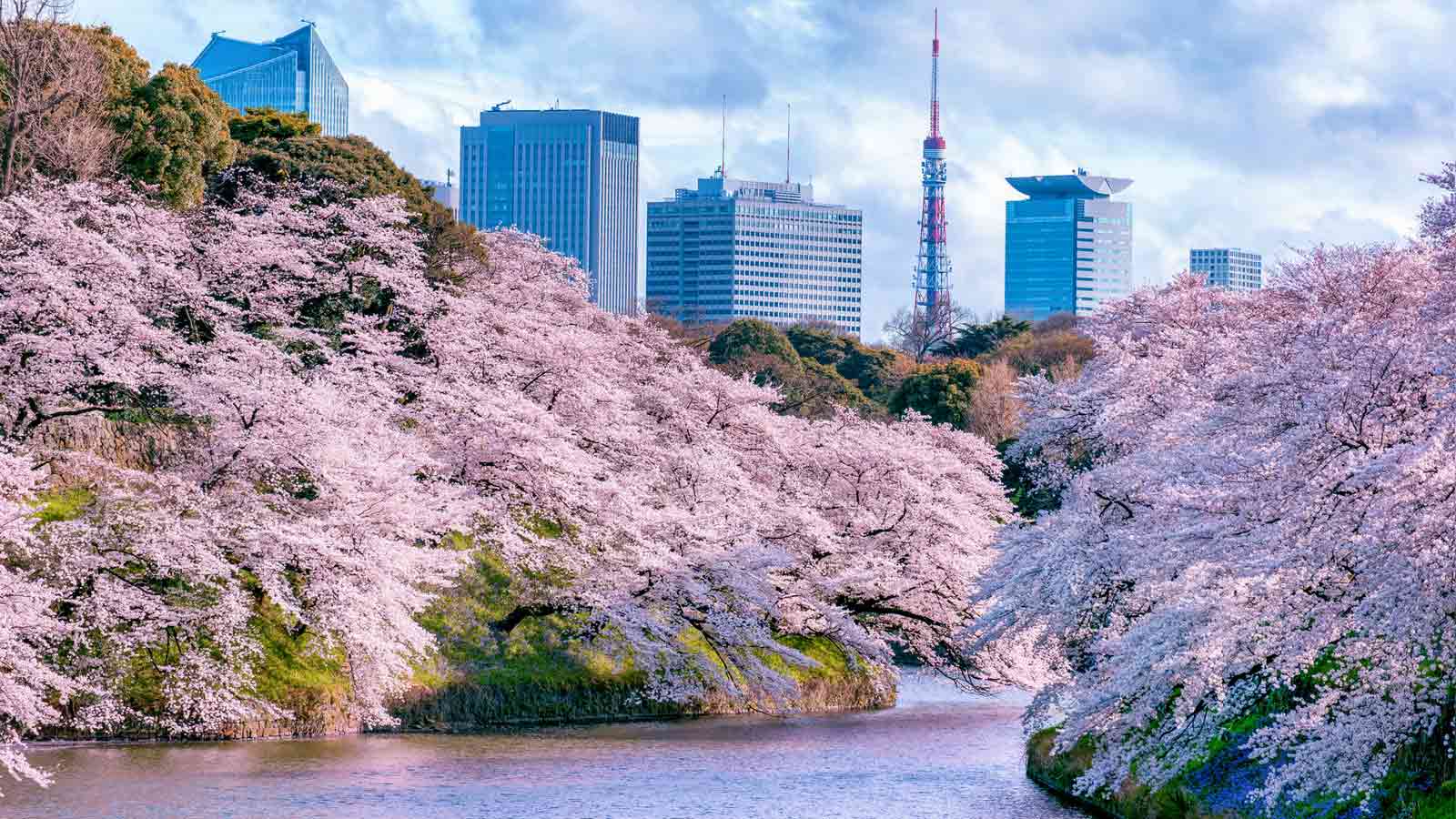64 Gambar Taman Bunga Sakura Terindah Terlihat Keren