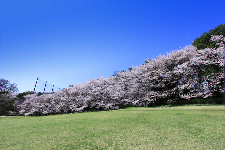 砧公園