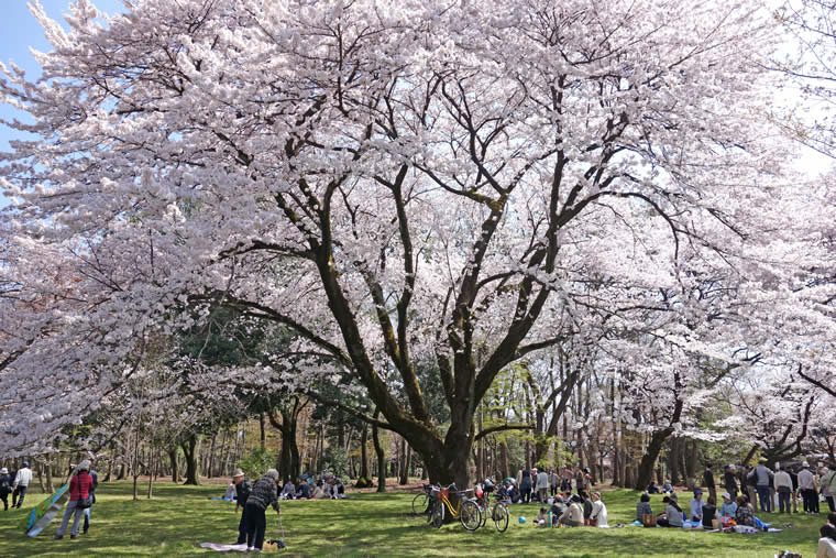 小金井公園