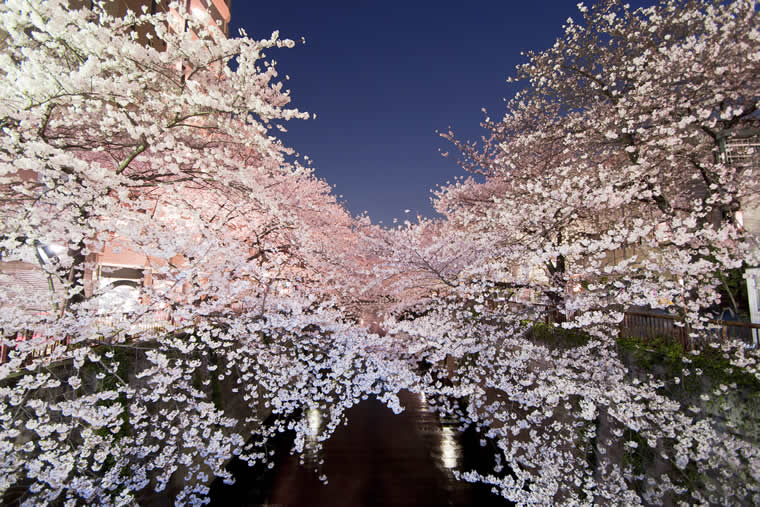 目黒川