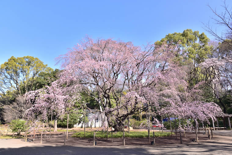六義園