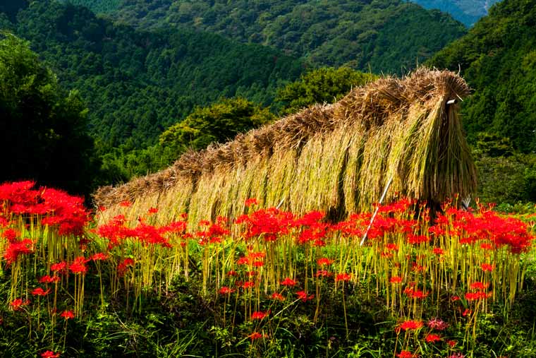 日向地区(日向薬師)