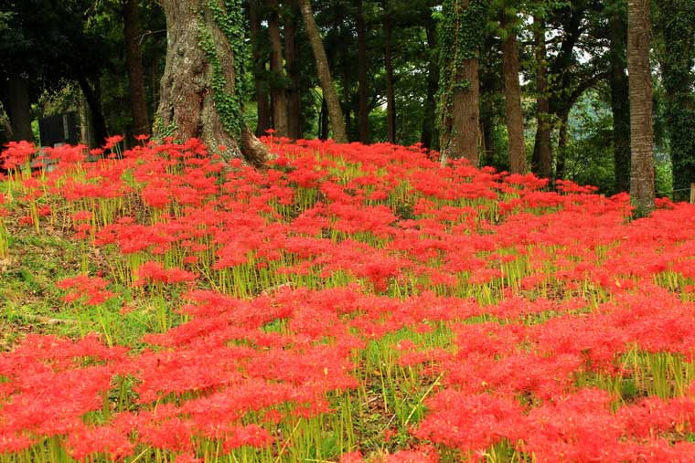 羽黒山公園