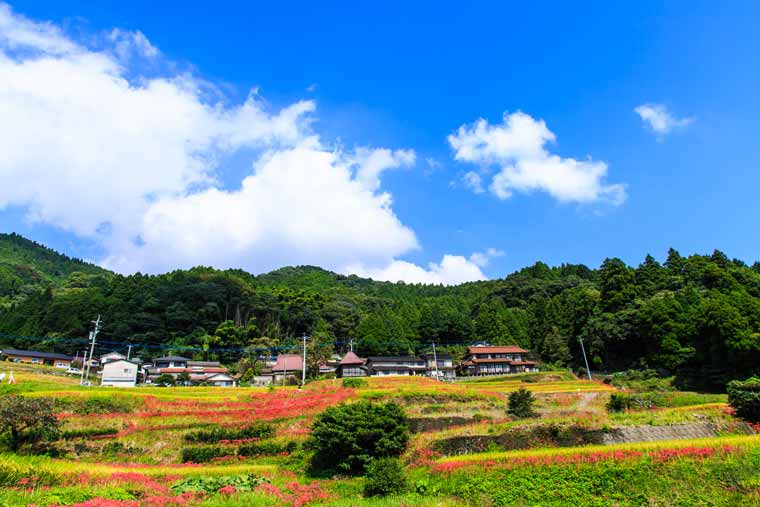 江里山の棚田