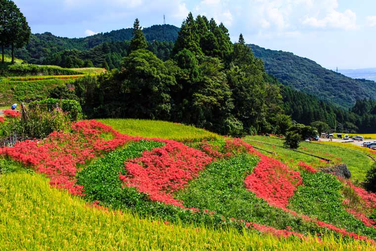 江里山の棚田