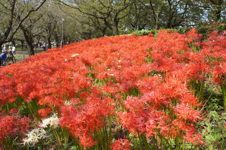 権現堂公園