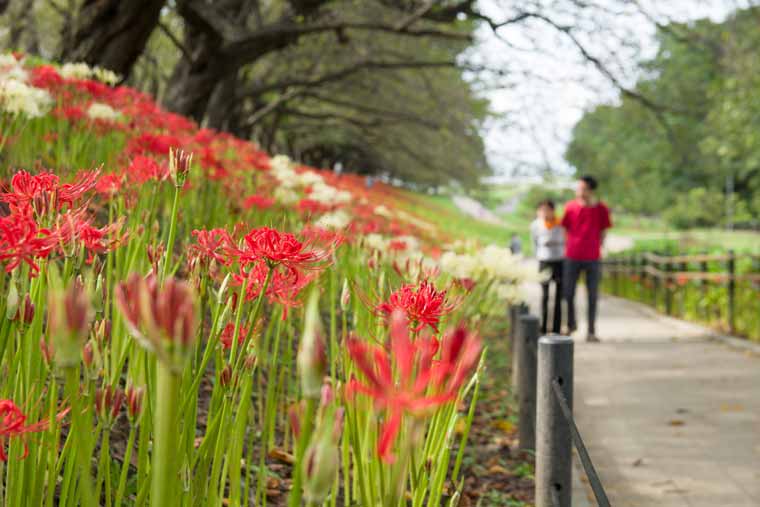 権現堂公園