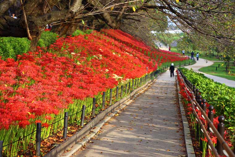 権現堂公園