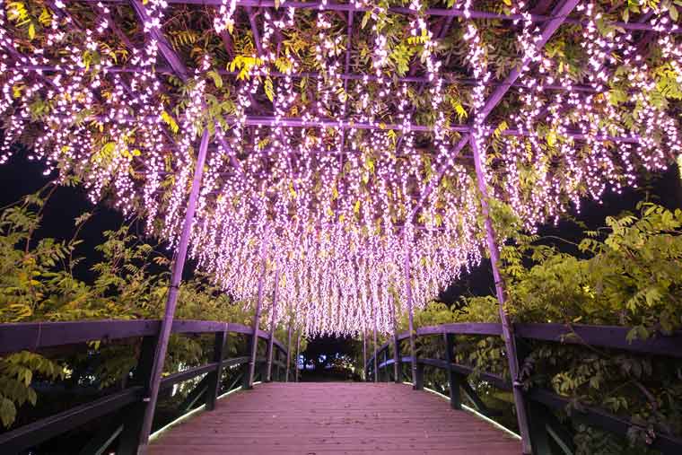 あしかがフラワーパーク「光の花の庭」