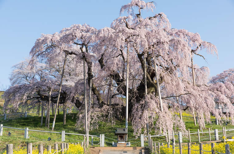 三春滝桜(みはるたきざくら)