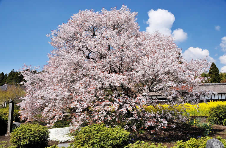 狩宿の下馬桜(かりやどのげばざくら)