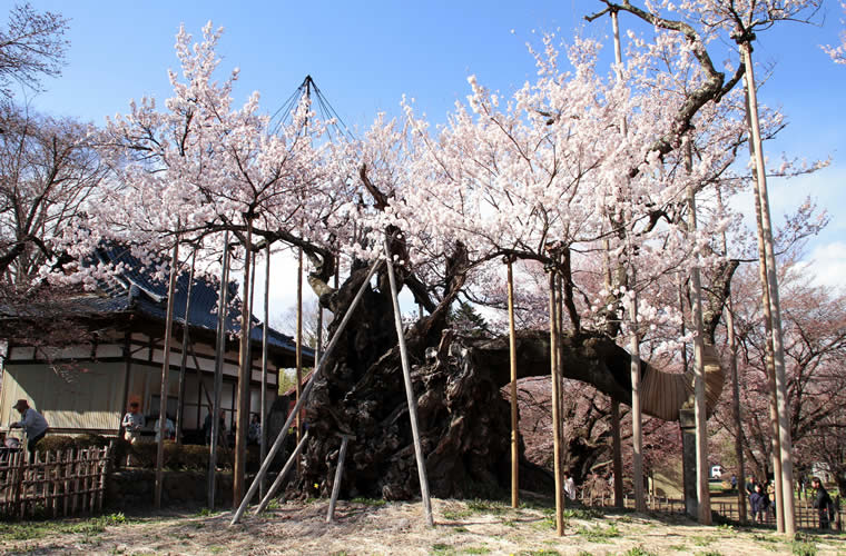 山高神代桜(やまたかじんだいざくら)