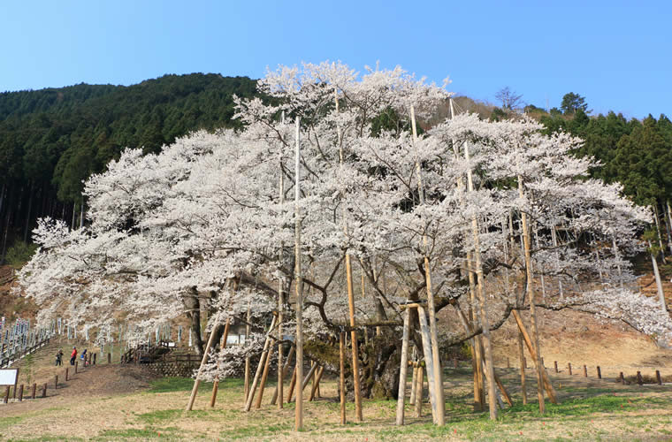 根尾谷淡墨桜(ねおだにうすずみざくら)