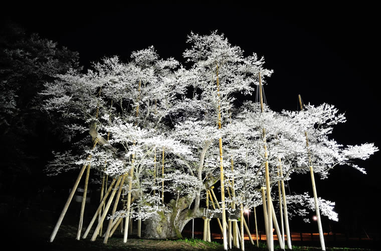 根尾谷淡墨桜(ねおだにうすずみざくら)