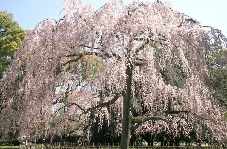 出水のしだれ桜(でみずのしだれざくら)