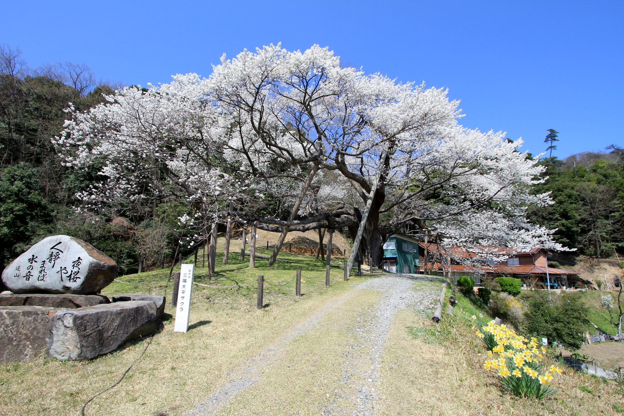 三隅大平桜(みすみおおびらざくら)