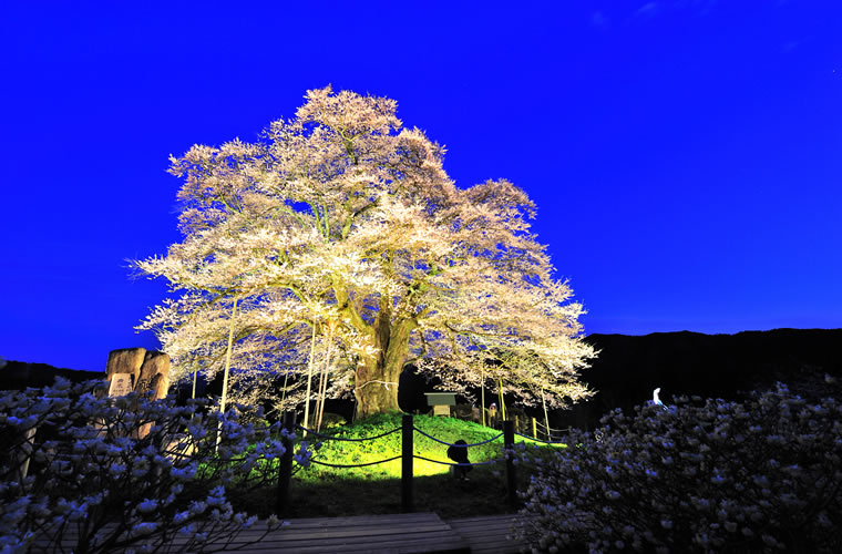 醍醐桜(だいござくら)