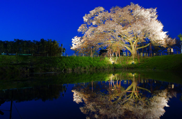 長い年月を超えて孤高に咲き誇る 全国の一本桜15選 楽天トラベル