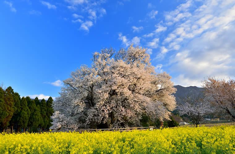 一心行の大桜(いっしんぎょうのおおざくら)