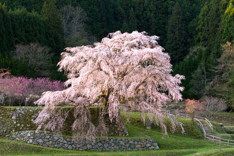 長い年月を超えて孤高に咲き誇る 全国の一本桜15選 楽天トラベル