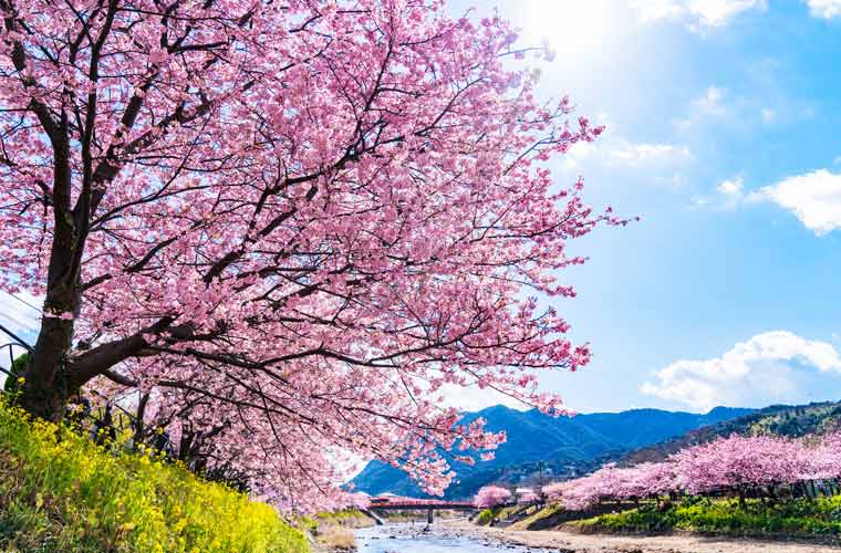 早咲き桜 河津桜を見に行こう 河津桜まつり情報 楽天トラベル