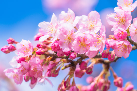 河津桜まつり