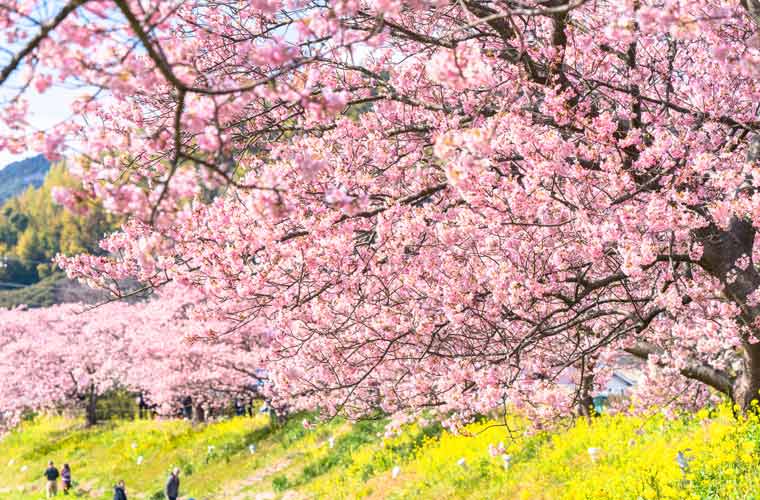 みなみの桜と菜の花まつり