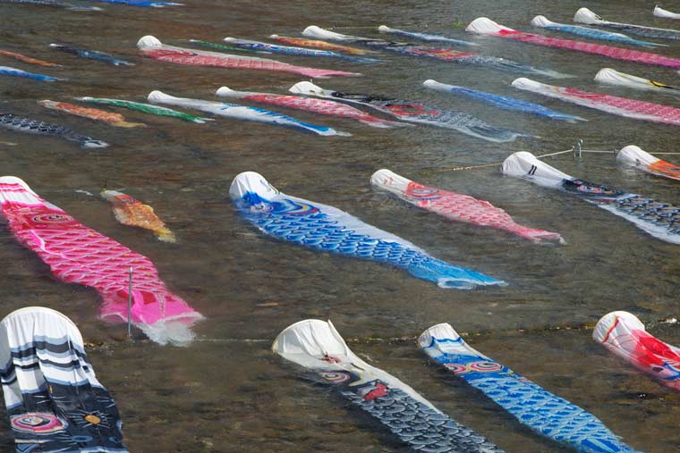 浅野川・鯉流し