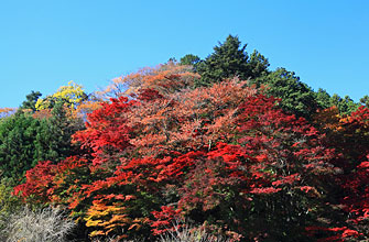 秩父御嶽神社 東郷公園