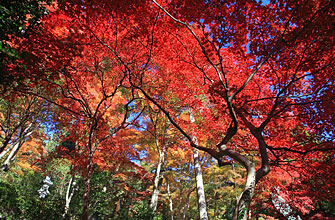 秩父御嶽神社 東郷公園